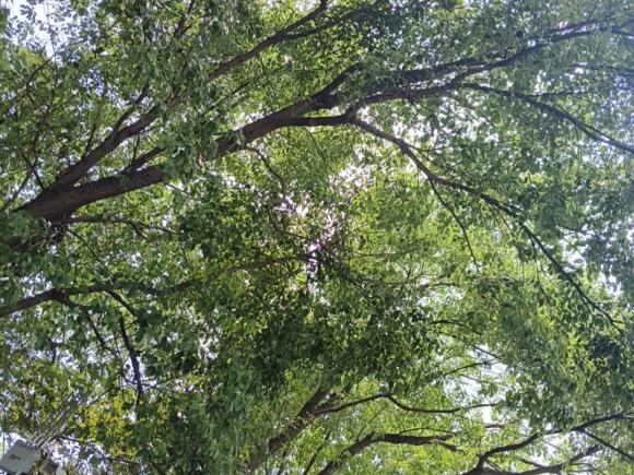 [上海·沪B] 二手捷豹捷豹XJ2015款 XJL 3.0 SC 典雅商务80周年典藏版