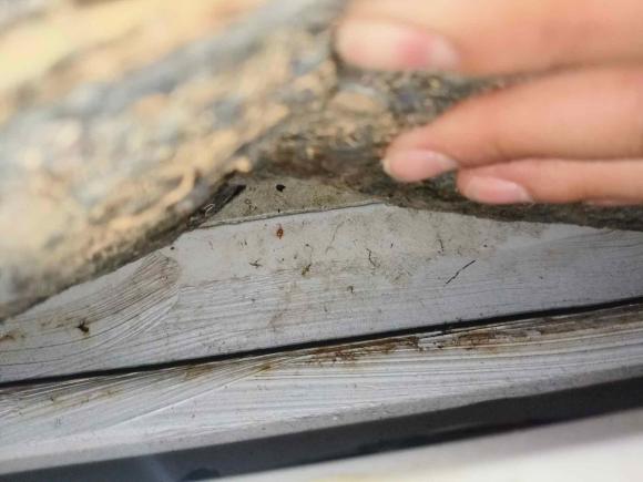 [合肥·皖A] 二手大众宝来2014款 1.6L 自动时尚型