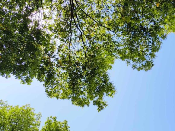 [上海·沪H] 二手沃尔沃沃尔沃S902017款 T5 智远版