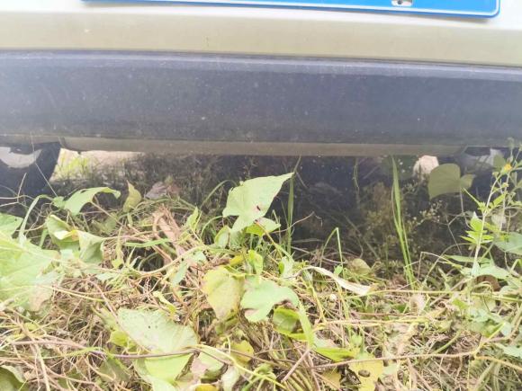 [青岛·鲁B] 二手大众高尔夫2014款 1.6L 自动舒适型