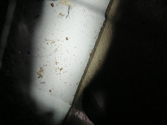 [武汉·鄂A] 二手别克昂科拉2015款 1.4T 自动两驱都市精英型