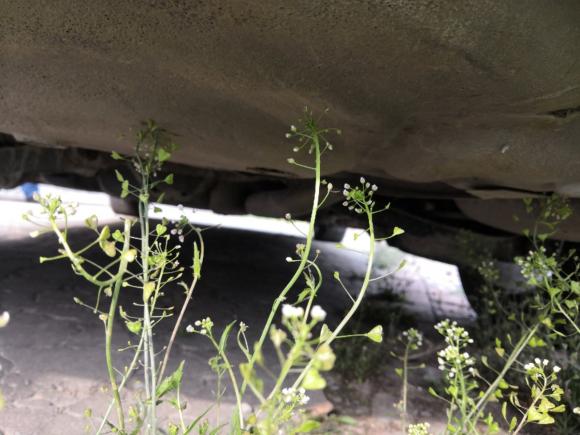 [南通·苏F] 二手奔腾全新奔腾B502013款 1.6L 自动豪华型