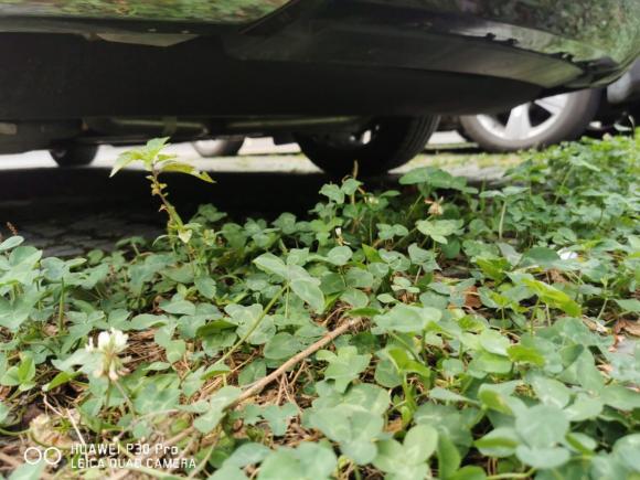 [嘉兴·浙F] 二手林肯林肯大陆2019款 2.0T 两驱尊雅版 国V