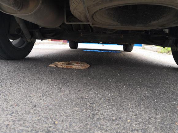 [上海·苏F] 二手启辰启辰M50V2017款 1.5L XL 手动舒适版