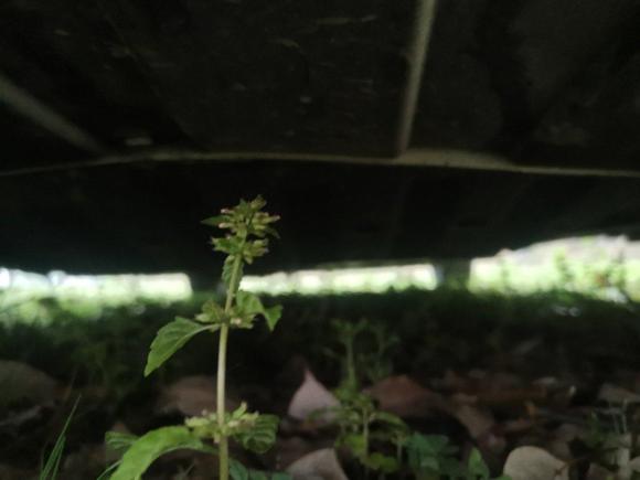 [武汉·鄂A] 二手长安奔奔EV2017款 纯电动 180公里标准型