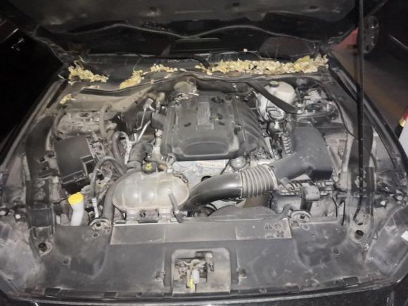 [西安·川A] 二手福特Mustang2019款 2.3L EcoBoost