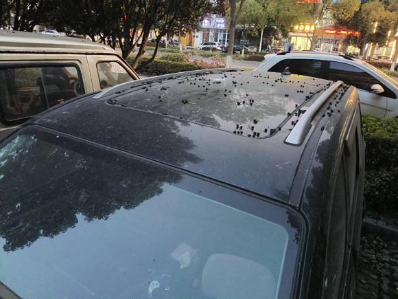 [苏州·苏E] 二手东风风行景逸X62017款 劲享系列 1.5T CVT尊享型