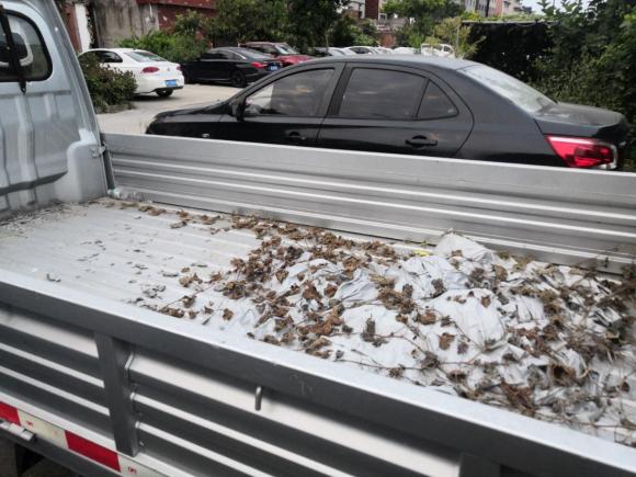 [杭州·浙A] 二手东风小康东风小康K012018款 1.2L K01L DK12