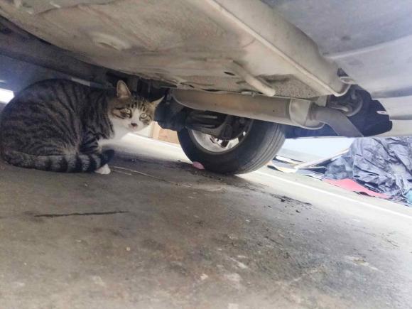 [杭州·浙A] 二手起亚起亚K32016款 1.6L 自动GLS