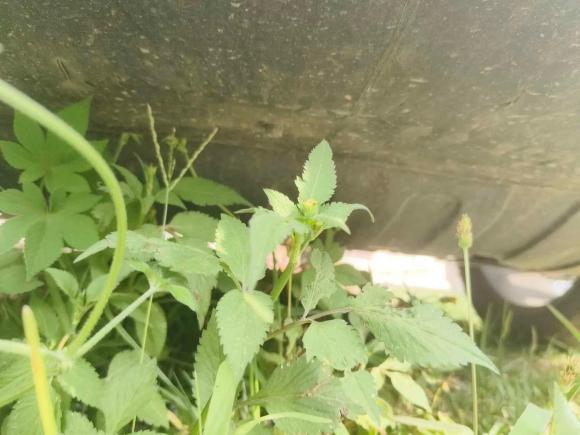 [义乌·浙G] 二手五菱汽车五菱星辰2021款 1.5T CVT星曜版