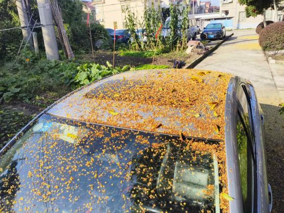 [上海·闽J] 二手马自达阿特兹2018款 2.5L 蓝天运动版 国V