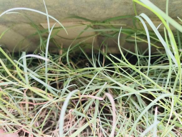 [苏州·苏E] 二手名爵名爵6新能源2018款 45T E-DRIVE智驱混动尊享互联网版