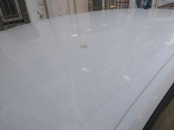 [上海·沪C] 二手斯柯达昕动2016款 改款 1.6L 自动前行版