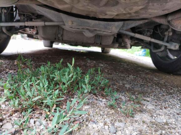 [南京·苏A] 二手比亚迪秦新能源2017款 1.5T 尊贵型