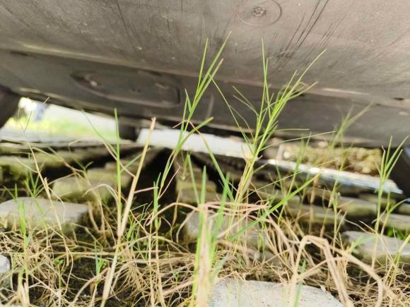 [嘉兴·浙F] 二手马自达马自达3 昂克赛拉2016款 三厢 1.5L 自动豪华型