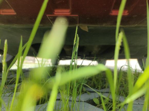 [苏州·苏E] 二手名爵名爵62017款 20T 自动Trophy尊享互联网版 国V