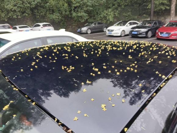 [杭州·浙A] 二手smartsmart fortwo2015款 1.0L 52千瓦硬顶激情版