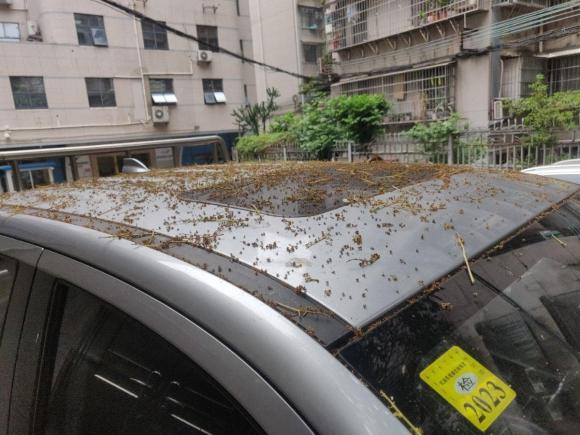 [广州·粤A] 二手长城炮2019款 2.0T自动汽油四驱舒适版GW4C20B