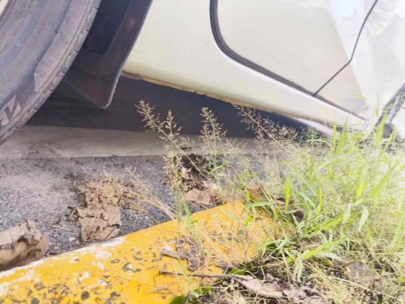 [广州·粤G] 二手日产蓝鸟2016款 1.6L CVT炫酷版