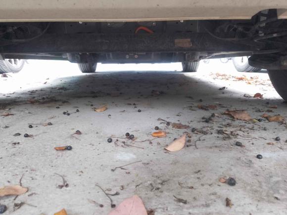 [无锡·苏B] 二手五菱汽车五菱缤果2023款 203km 轻享款