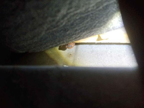 [佛山·粤X] 二手福特翼搏2013款 1.5L 自动风尚型