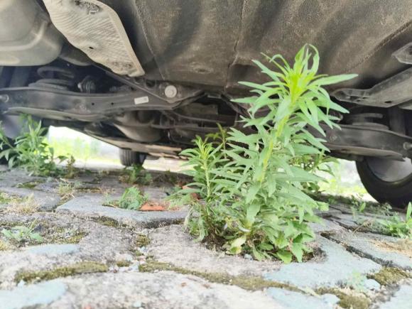 [湖州·浙E] 二手大众凌渡2022款 凌渡L 280TSI DSG酷辣版