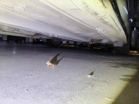 [武汉·浙A] 二手起亚起亚K52011款 2.4L 自动Premium