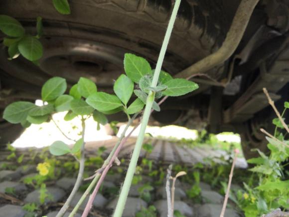 [北京·京A] 二手金杯金杯海狮2011款 2.0L第五代快运豪华型V20