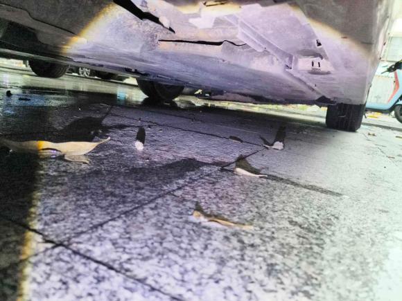 [深圳·湘B] 二手丰田卡罗拉2021款 TNGA 1.5L CVT GR SPORT运动版