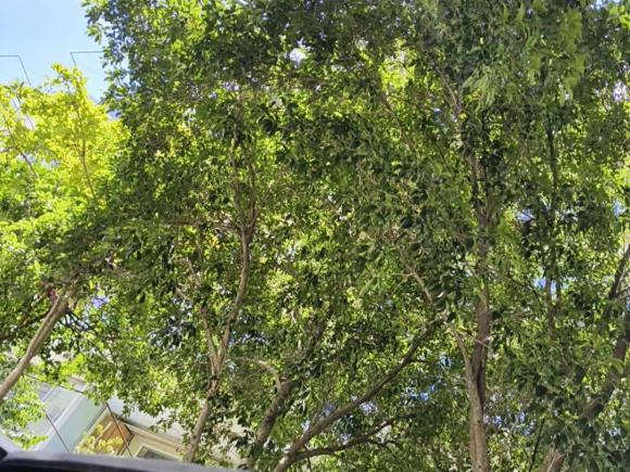 [上海·沪A] 二手福特蒙迪欧新能源2018款 2.0 PHEV 智控时尚型 国V