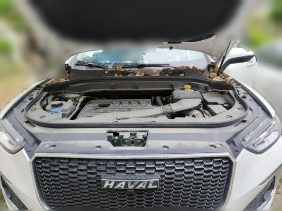 [上海·苏E] 二手哈弗哈弗F52020款 1.5T DCT i型