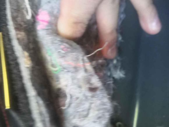 [佛山·粤G] 二手福特Mustang2015款 2.3T 性能版