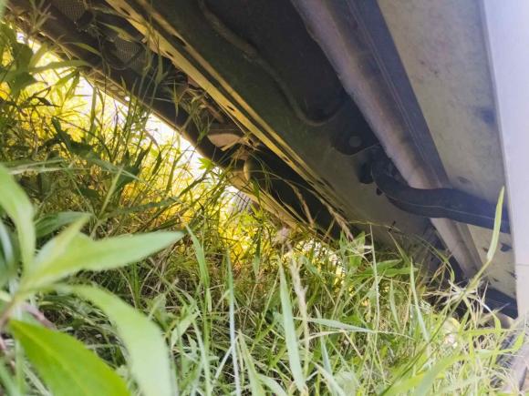 [杭州·豫L] 二手长城炮2019款 2.0T商用版手动柴油两驱领航型长箱GW4D20M