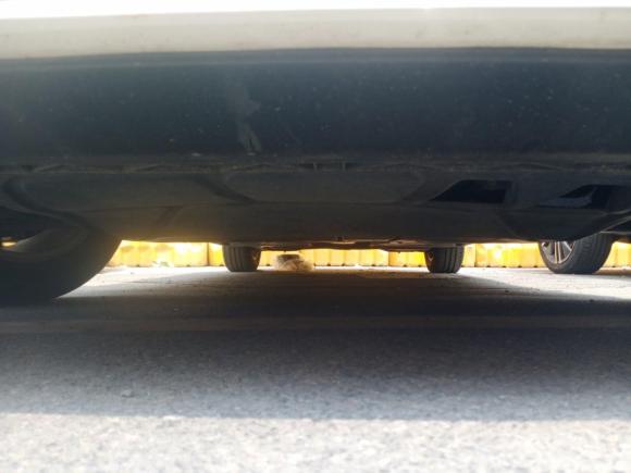 [上海·苏F] 二手大众途安2018款 途安L 280TSI DSG舒适版 7座 国V