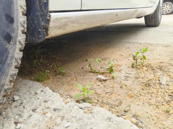 [青岛·鲁B] 二手福特福睿斯2017款 改款 1.5L 手动舒适型