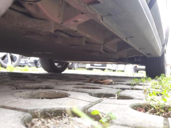 [深圳·粤B] 二手北汽新能源北汽新能源EX2018款 EX360 新尚版