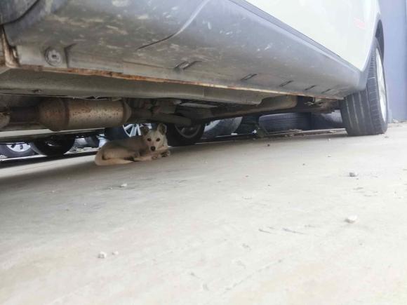 [青岛·鲁B] 二手长安长安CS352017款 1.6L 手动豪华型