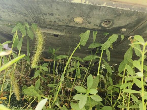 [武汉·鄂A] 二手雪铁龙世嘉2014款 VTS版 1.6L 自动品尚型