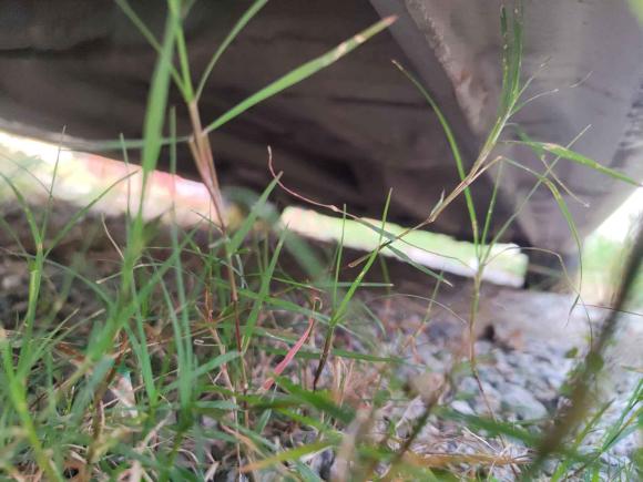 [上海·鲁R] 二手长安悦翔V72016款 1.6L 手动乐享型 国V