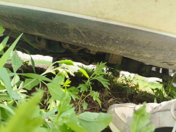 [青岛·鲁P] 二手铃木奥拓2013款 1.0L 手动豪华型