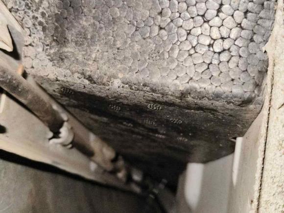 [成都·川A] 二手福特嘉年华2013款 两厢 1.5L 自动时尚型