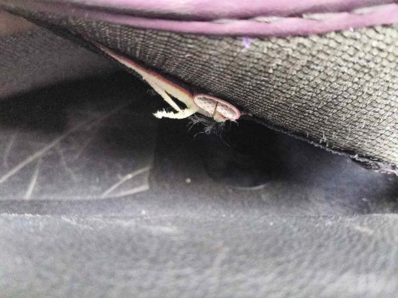 [成都·川A] 二手凯迪拉克凯迪拉克XTS2018款 28T 技术型