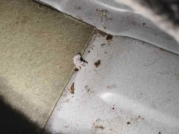 [成都·川A] 二手荣威荣威3602017款 1.5L 自动豪华版