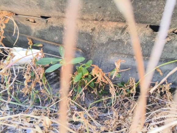 [义乌·浙G] 二手比亚迪宋2016款 2.0TID 自动豪华型