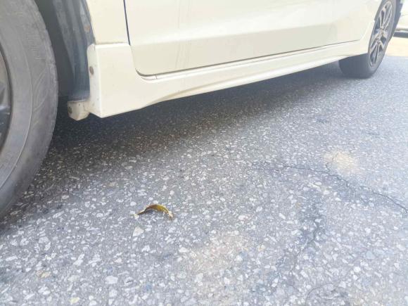 [佛山·粤E] 二手本田飞度2018款 1.5L CVT舒适版