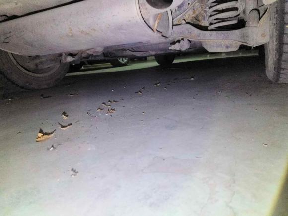 [温州·浙C] 二手福特福克斯2015款 两厢 1.6L 手动舒适型