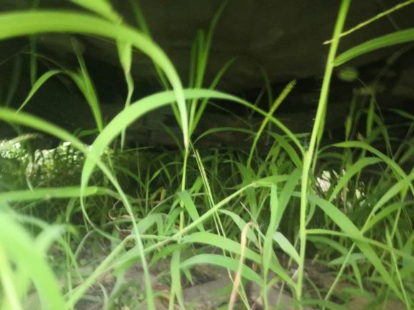 [济南·鲁A] 二手马自达马自达52013款 2.0L 自动舒适型