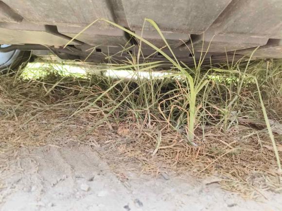 [上海·苏U] 二手福特Mustang2015款 2.3T 性能版