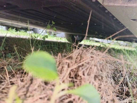 [深圳·粤B] 二手欧拉欧拉芭蕾猫2022款 401km 胡桃夹子版