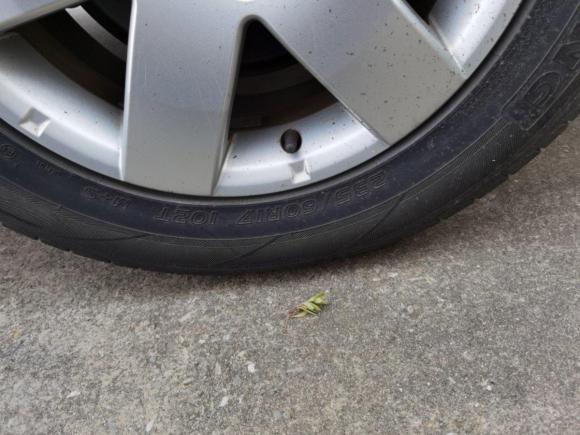 [无锡·苏B] 二手雪佛兰科帕奇2014款 2.4L 两驱城市版 7座